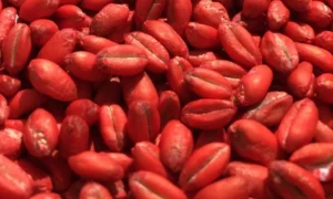 Red Seed Coating